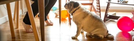 Pet Friendly Flooring